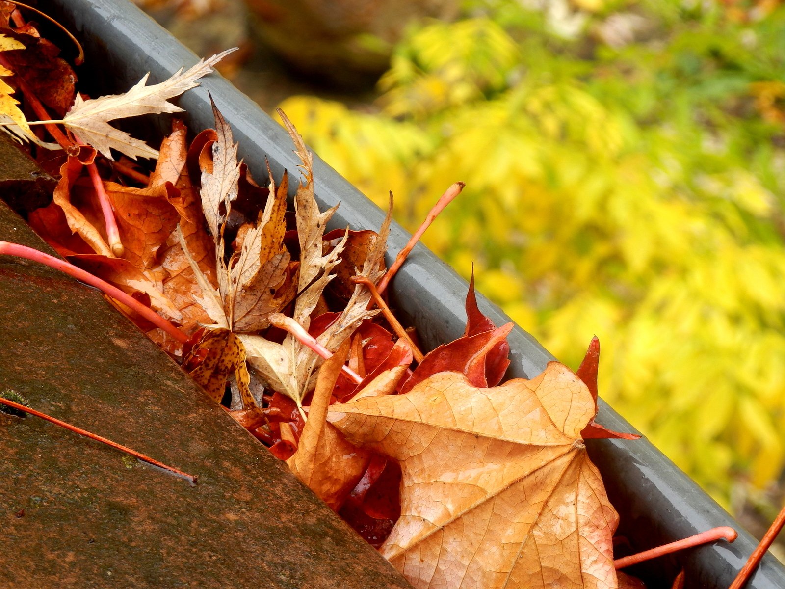 Autumn Maintenance Clearing Leaves from Gutters in a Historic Home - Renaissance Development DC