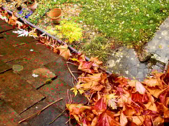 Autumns Impact on Historic Masonry - Sound Advice for DC Homeowners - Renaissance Development Washington DC