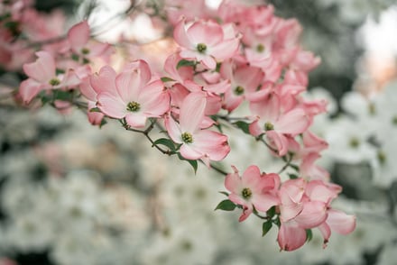 Planning Summer Planting for Your Historic Property? Read This First!