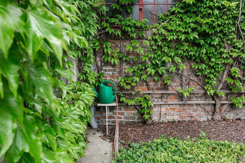 Can Ivy Damage the Old Brick on Your Home?