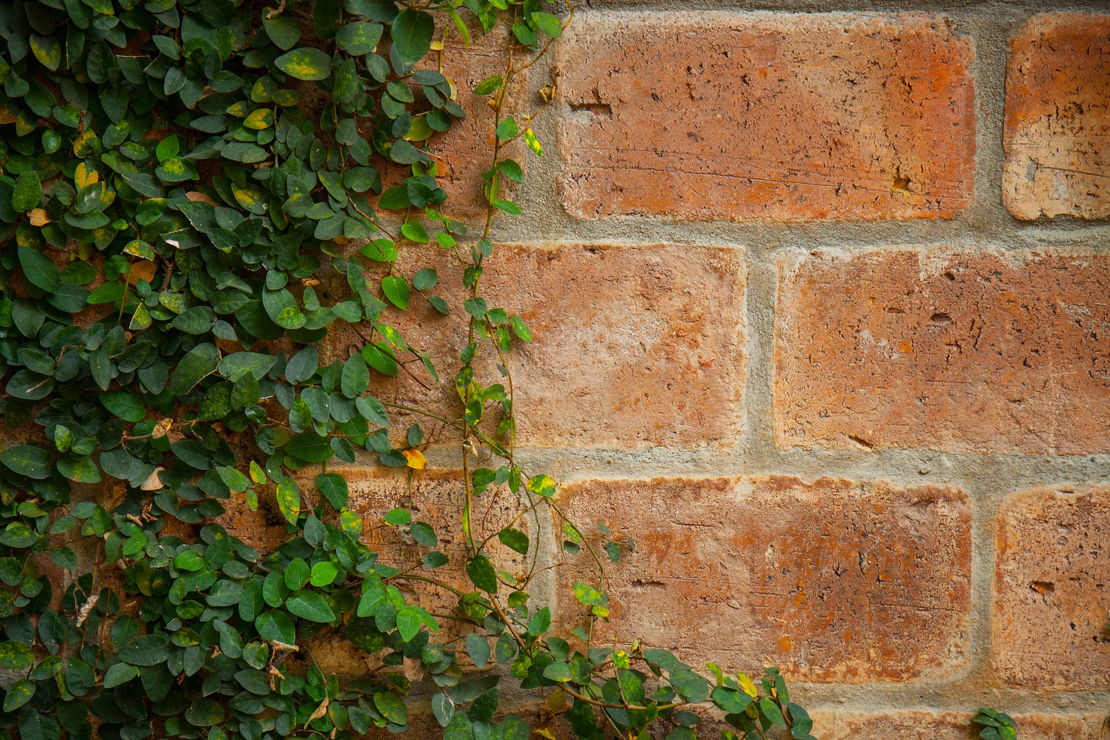 Why Is Ivy Growing on Old Brick a Concern?