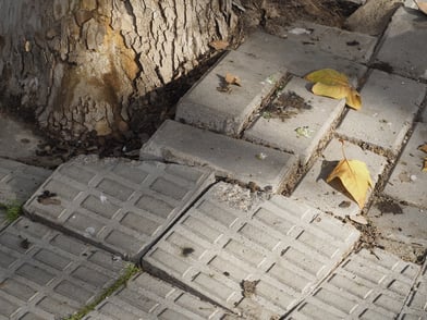 Foundation Plantings and Old Brick: Aesthetic Appeal or Hidden Danger?
