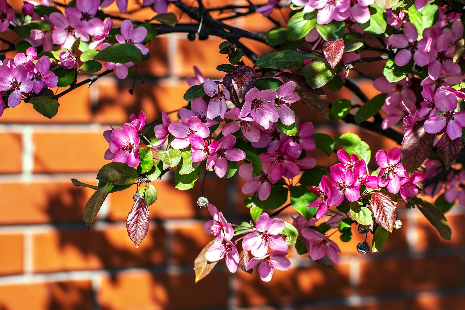 Bright Pink-Flowers-Of-Apple-Tree with brick wall in background Renaissance DC