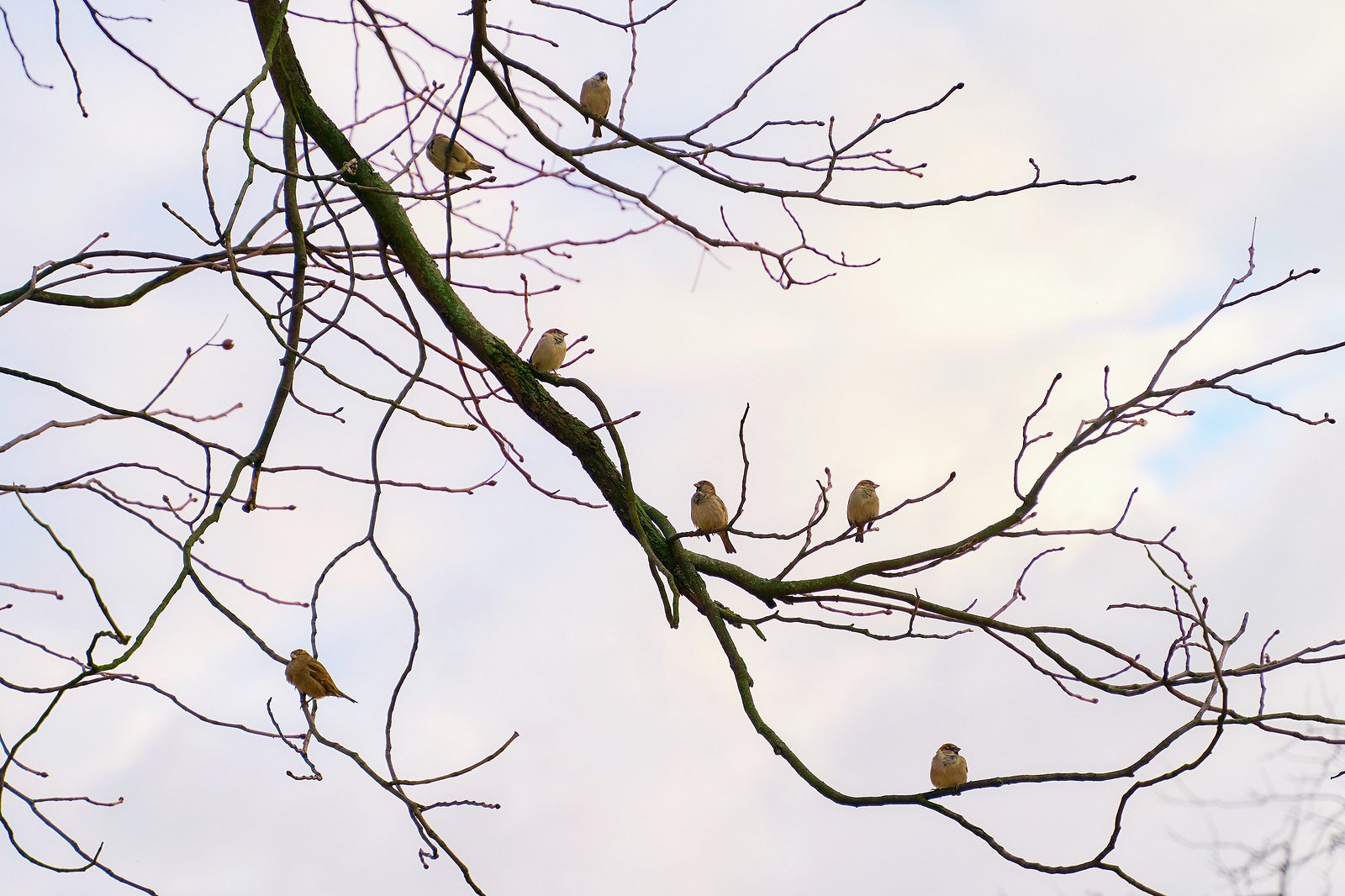 sparrows-social-distancing-on-branches