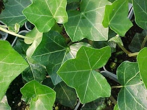Invasive English Ivy