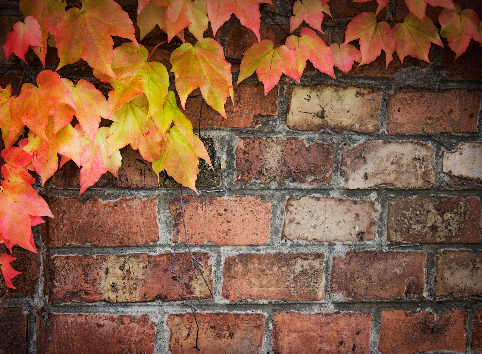 Autumn's Impact on Historic Masonry - Sound Advice for DC Homeowners - Renaissance Development DC