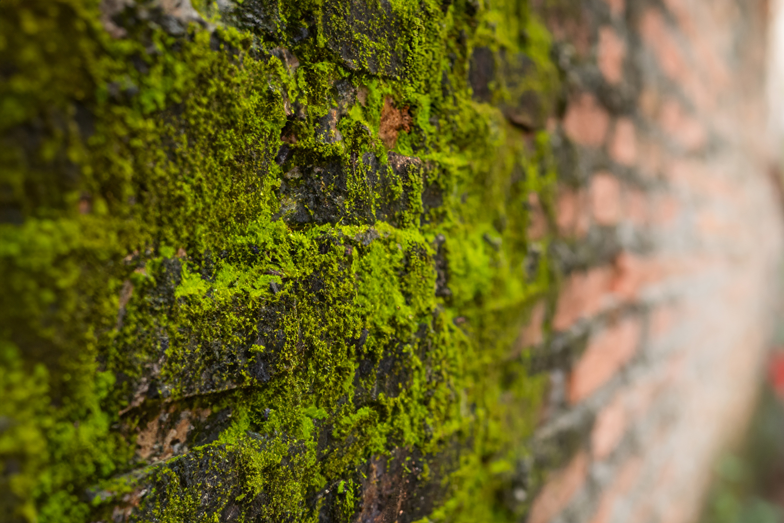 Growth-of-Mold-Moss-and-Mildew-on-Old-Brick-Walls-Renaissance_Development_DC