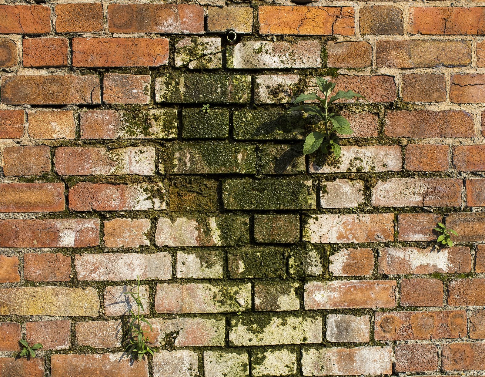 winter water damage to brick wall renaissance development washington dc
