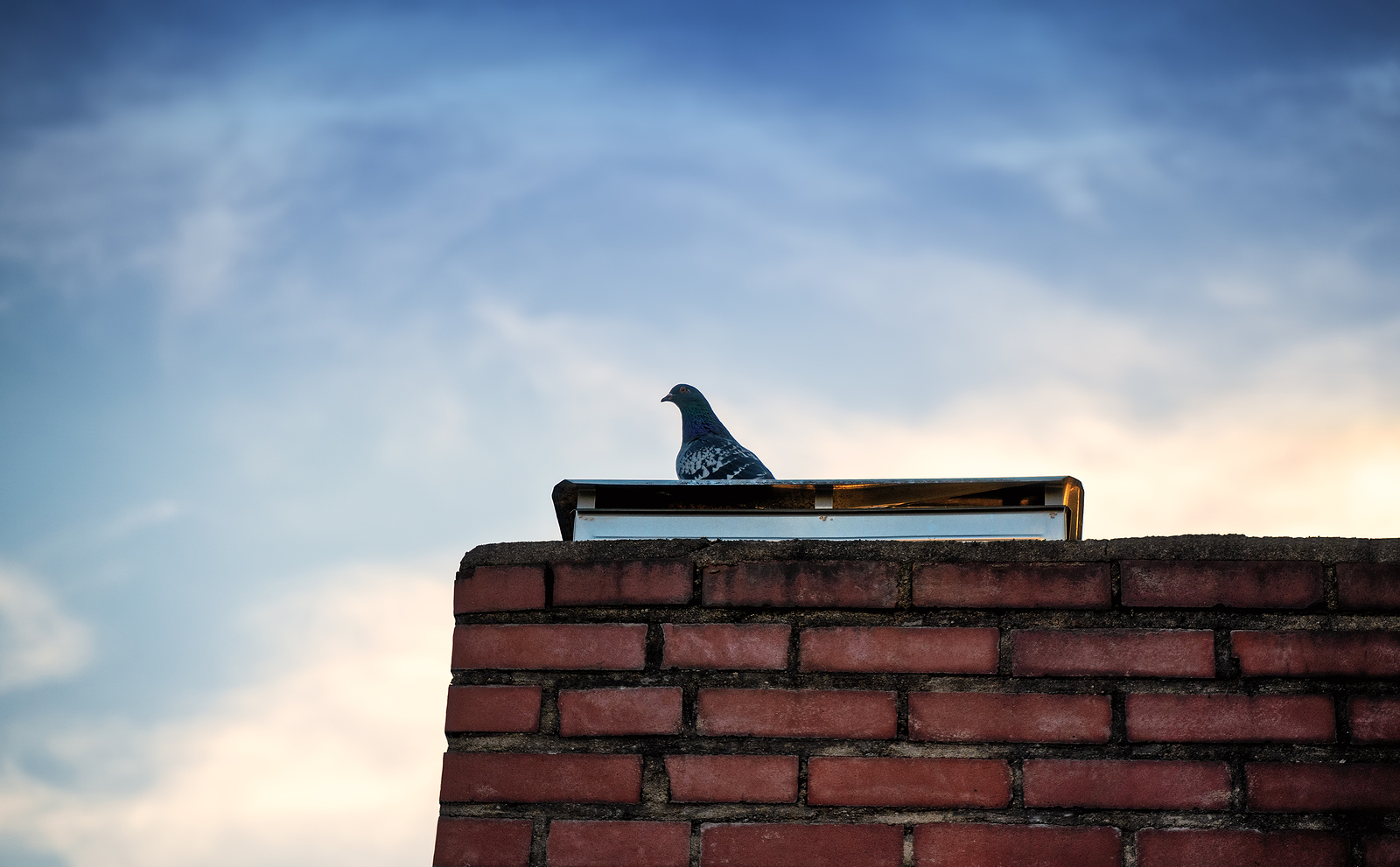 Pigeon-Standing-On-A-Chimmney in front of a blue sky. Renaissance Development DC