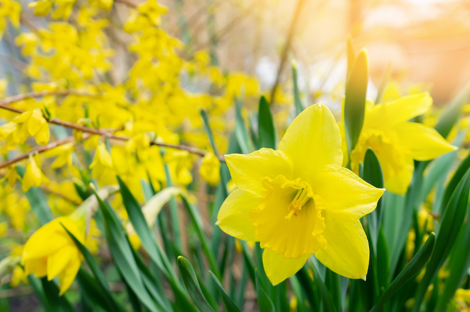 Yellow-Daffodils-Natural-Background Rennaissance Development DC